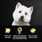 Cesar Filets in Gravy Wet Dog Food Variety Pack