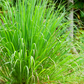 Lemongrass (Cymbopogon)