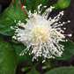 Guava, Lemon (Psidium littorale)