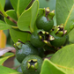 Guava, Lemon (Psidium littorale)