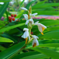 Lesser Galangal (Alpinia officinarum)