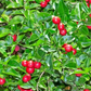 Limeberry (Triphasia trifolia)