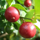 Limeberry (Triphasia trifolia)
