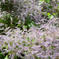 Iboza (Iboza riparia)