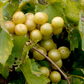 Muscadine Grape 'Welder' (Vitis rotundifolia)