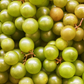 Muscadine Grape 'Welder' (Vitis rotundifolia)