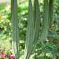 Loofah Gourd (Luffa aegyptiaca)