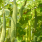 Loofah Gourd (Luffa aegyptiaca)