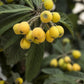 Loquat 'Champagne' (Eriobotrya japonica)