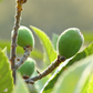 Loquat Seedling (Eriobotrya japonica)