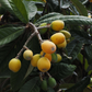Loquat Seedling (Eriobotrya japonica)