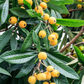 Loquat Seedling (Eriobotrya japonica)