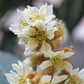 Loquat 'Christmas' (Eriobotrya japonica)
