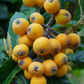 Loquat 'Christmas' (Eriobotrya japonica)