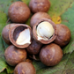 Macadamia 'Beaumont' (Macadamia integrifolia x tetraphylla)