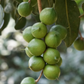 Macadamia 'Queen Anne' (Macadamia integrifolia)