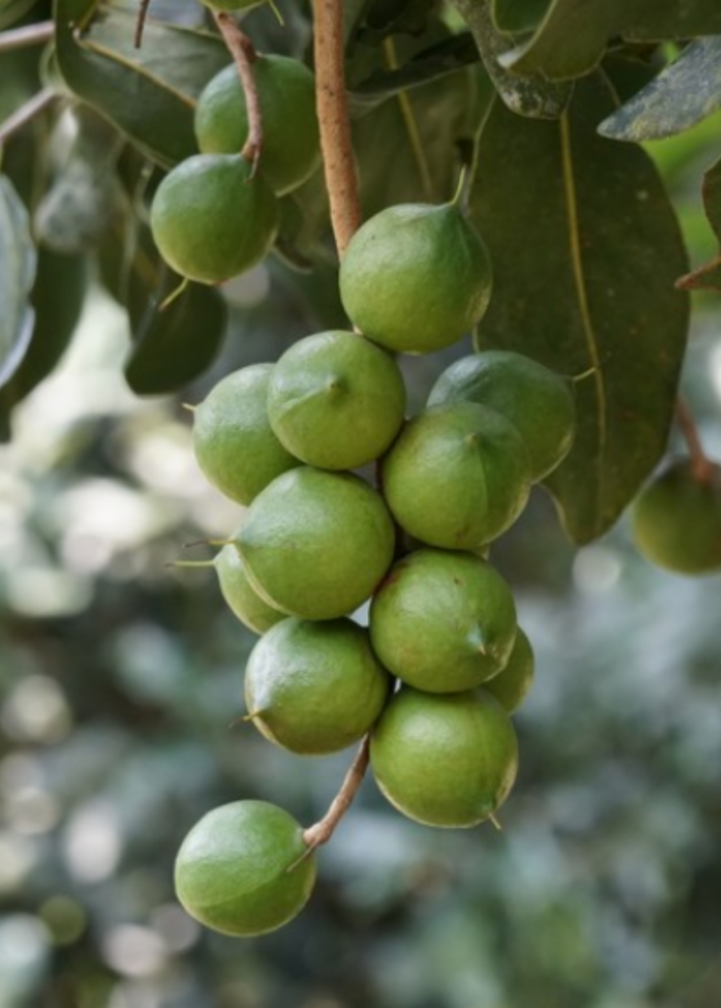 Macadamia 'Queen Anne' (Macadamia integrifolia)
