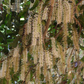 Macadamia 'Beaumont' (Macadamia integrifolia x tetraphylla)