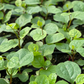 Malabar Spinach (Basella alba)
