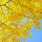 Ginkgo (Ginkgo biloba)
