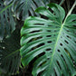 Monstera, Swiss Cheese Plant (Monstera deliciosa)