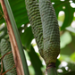 Monstera, Swiss Cheese Plant (Monstera deliciosa)