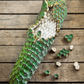 Monstera 'Thai Constellation' (Monstera deliciosa)