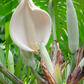 Monstera, Swiss Cheese Plant (Monstera deliciosa)