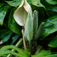 Monstera, Swiss Cheese Plant (Monstera deliciosa)