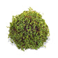 Green Moss Orb Decorative Accent