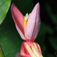 Indian Dwarf Banana (Musa manii)