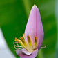 Indian Dwarf Banana (Musa manii)