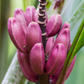 Indian Dwarf Banana (Musa manii)