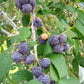 Raspberry 'Mysore' (Rubus niveus)