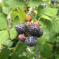 Raspberry 'Mysore' (Rubus niveus)