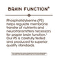 Nature's Way Phosphatidylserine, Supports Brain Function, 60 Softgels