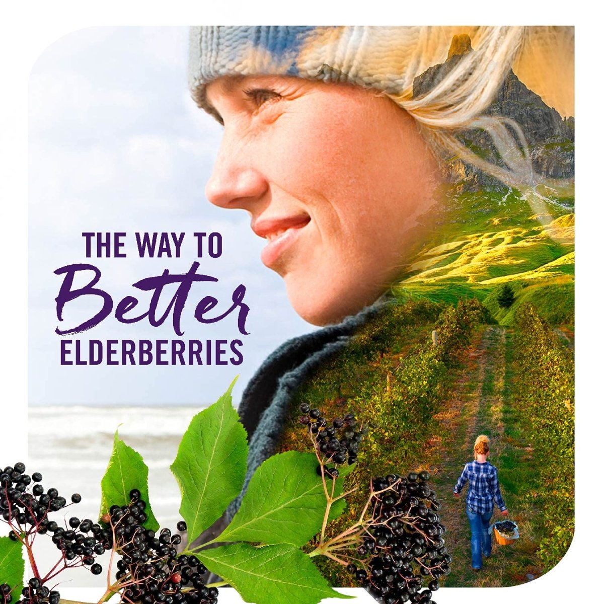 Nature's Way Sambucus Sugar-Free Elderberry Syrup, Traditional Immune Support, 8 Fl Oz.