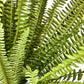 Boston Fern Bush
