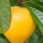 Canistel 'Oro' (Pouteria campechiana)
