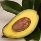 Avocado 'Oro Negro' (Persea americana)
