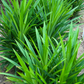 Pandan Leaf (Pandanus amaryllifolius)