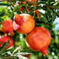 Pomegranate 'Parfianka' (Punica granatum)