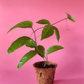 Passion Fruit ‘Purple Possum’ (Passiflora edulis)