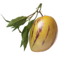Pepino Dulce (Solanum muricatum)
