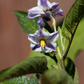 Pepino Dulce (Solanum muricatum)