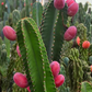 Peruvian Apple Cactus (Cereus repandus)