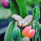 Peruvian Apple Cactus (Cereus repandus)