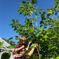 Mulberry 'Shangri La' (Morus alba x rubra)