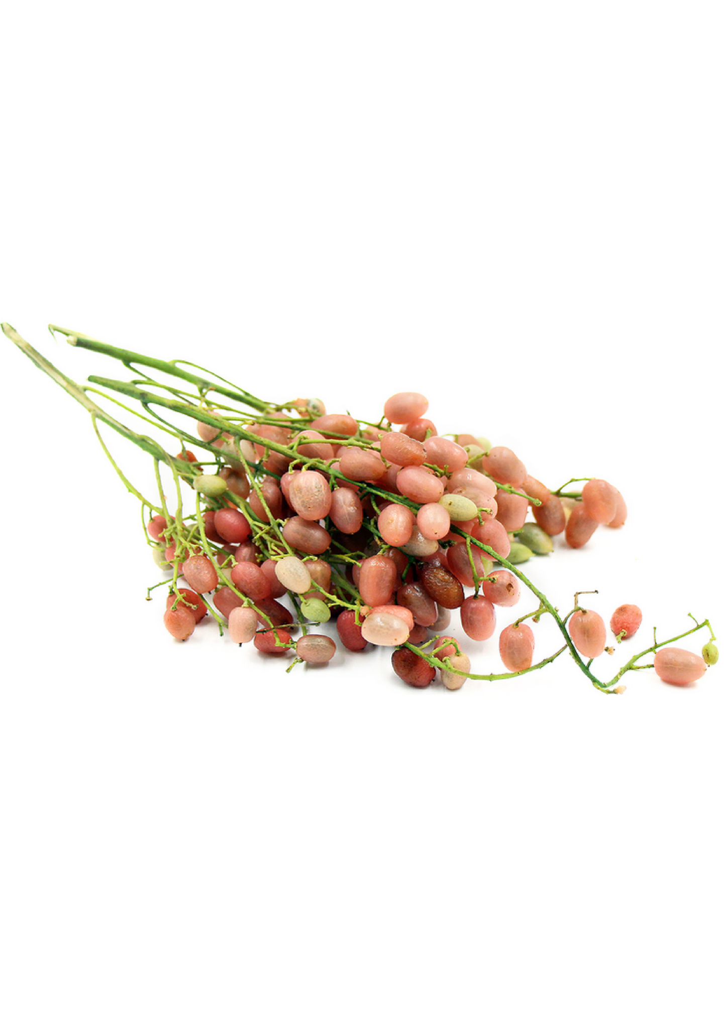 Pink Wampee (Clausena excavata)