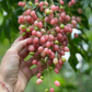 Pink Wampee (Clausena excavata)
